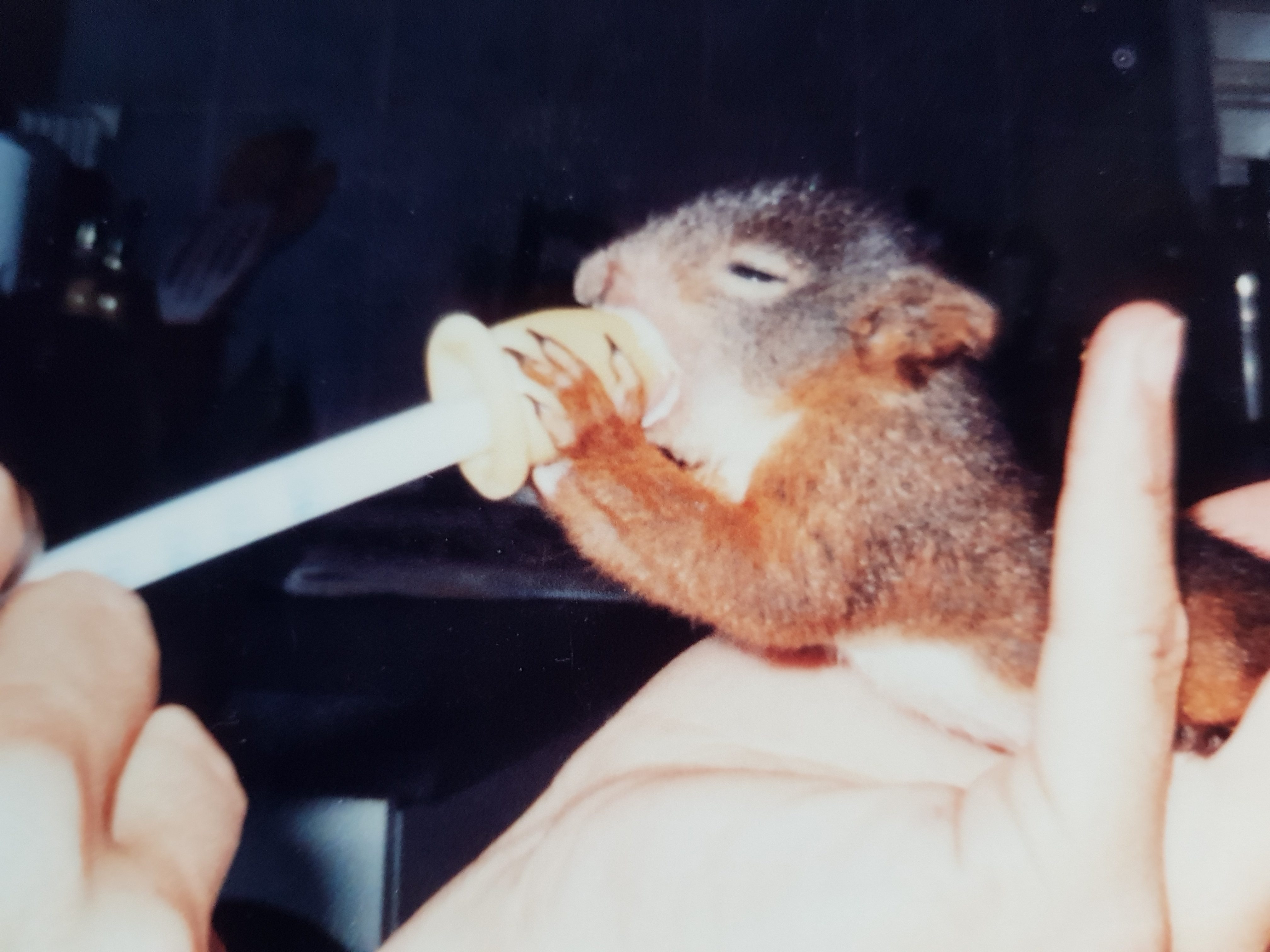 Das Eichhörnchen - Eine wahre Geschichte des Kinderwunsches